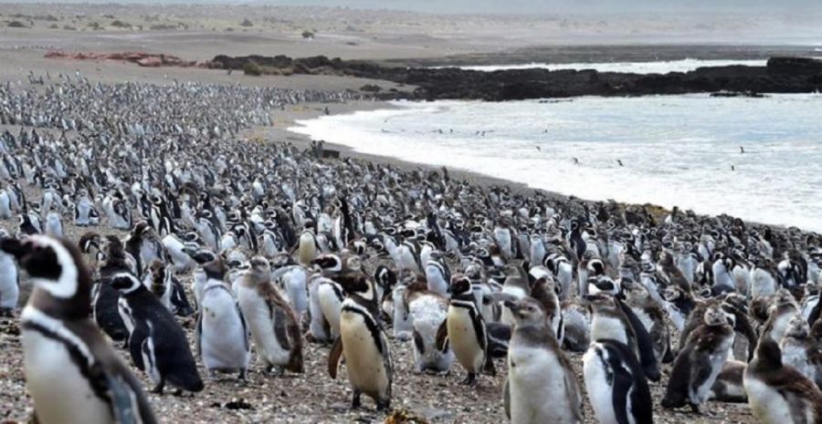 2205_pingüinos