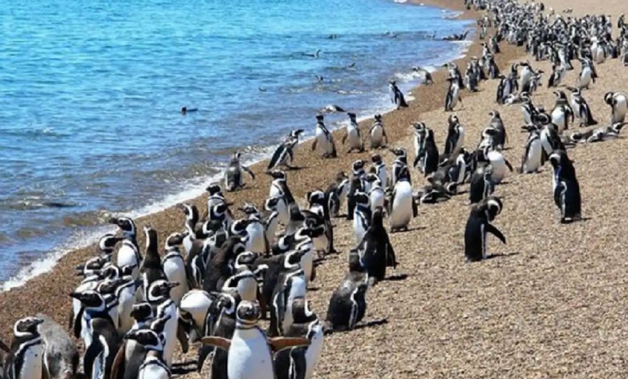 2205_pinguinos