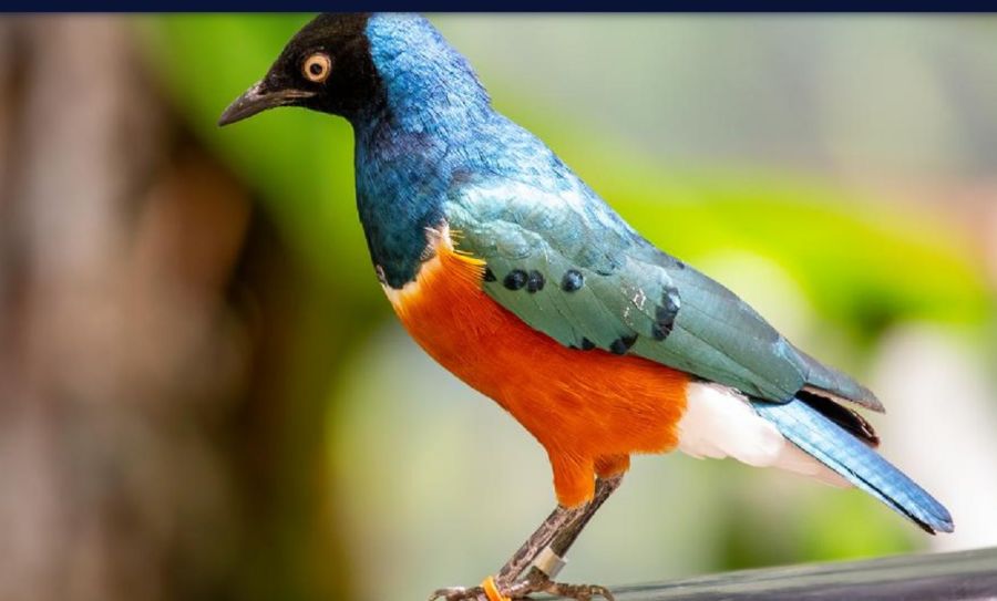 2305_estornino soberbio