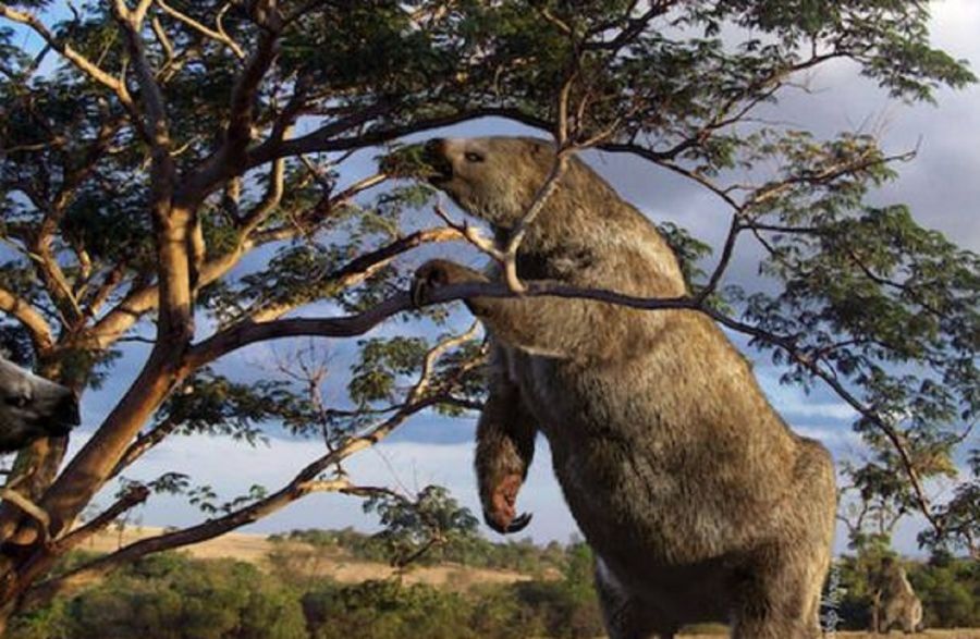 2605_perezoso gigante 