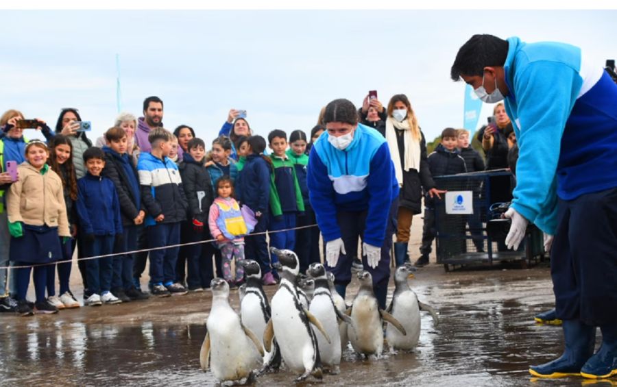 2705_pingüinos