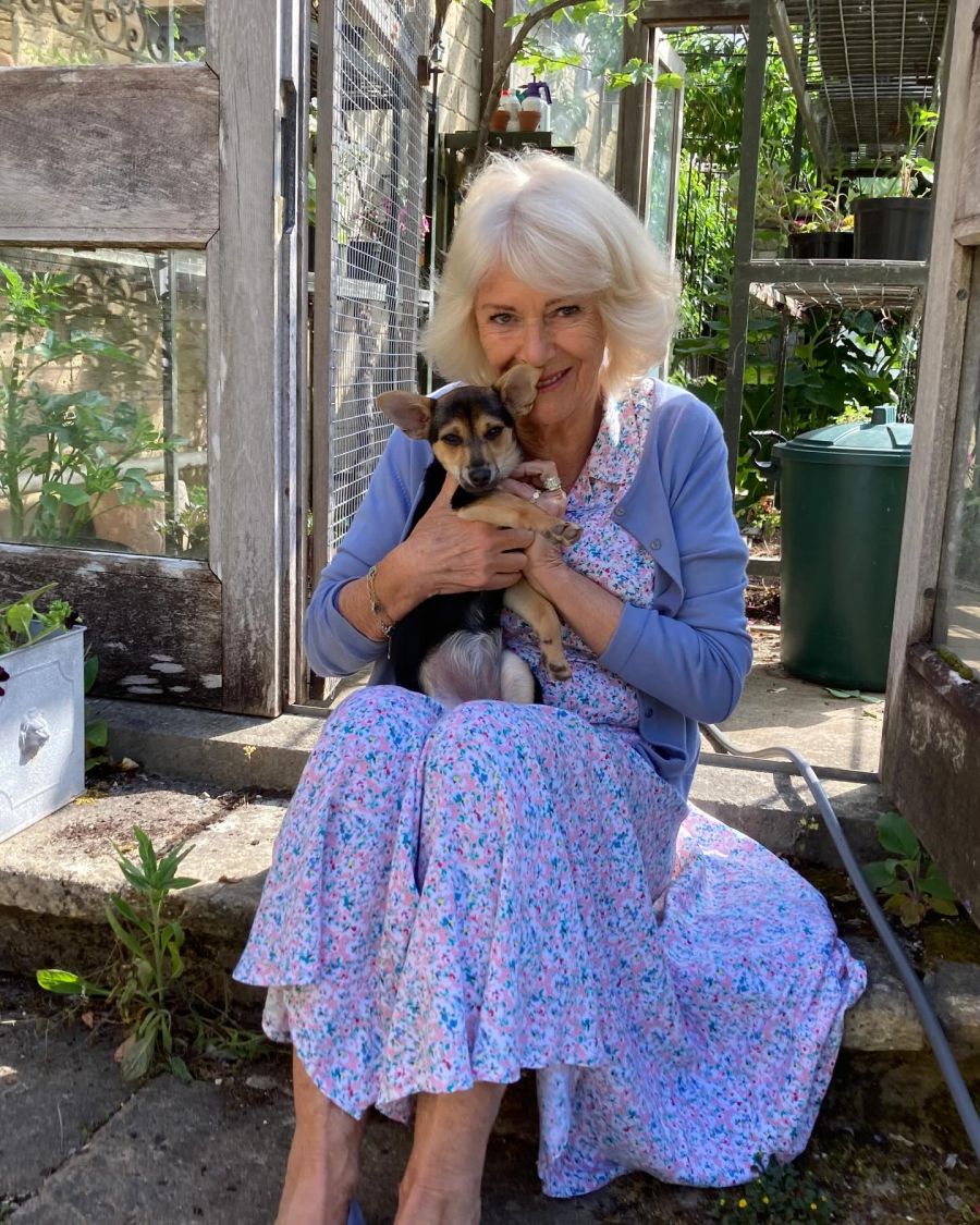 La mascota de Camilla Parker Bowles