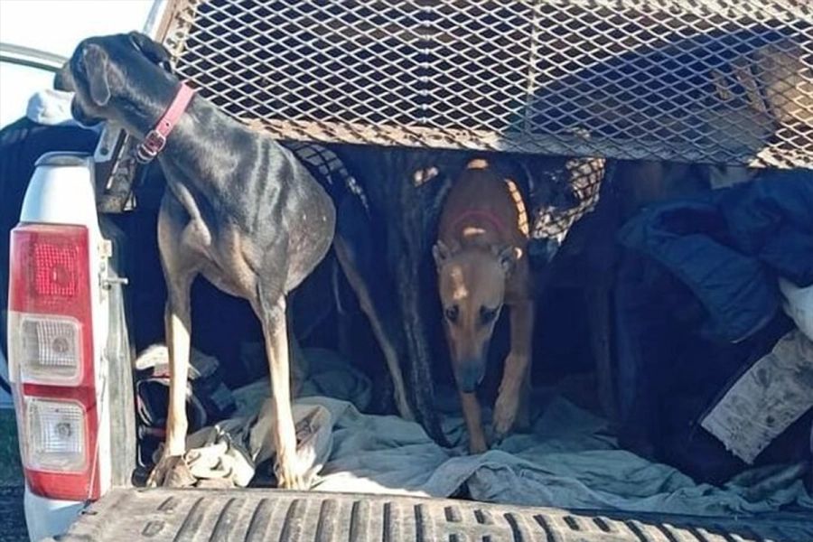 0306_galgos