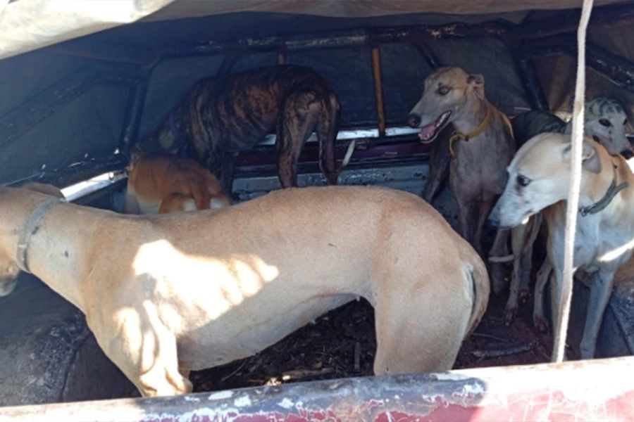 0306_galgos