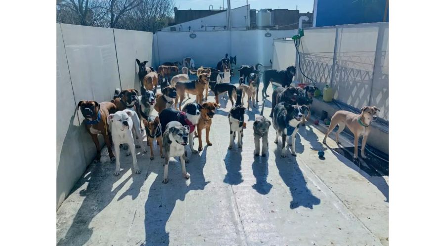 Guardería Canina Mística