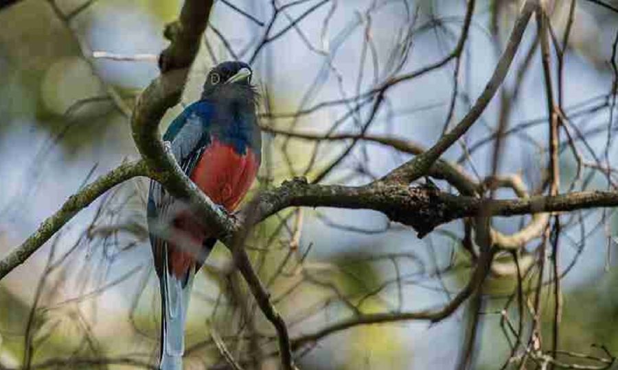 0506_aves
