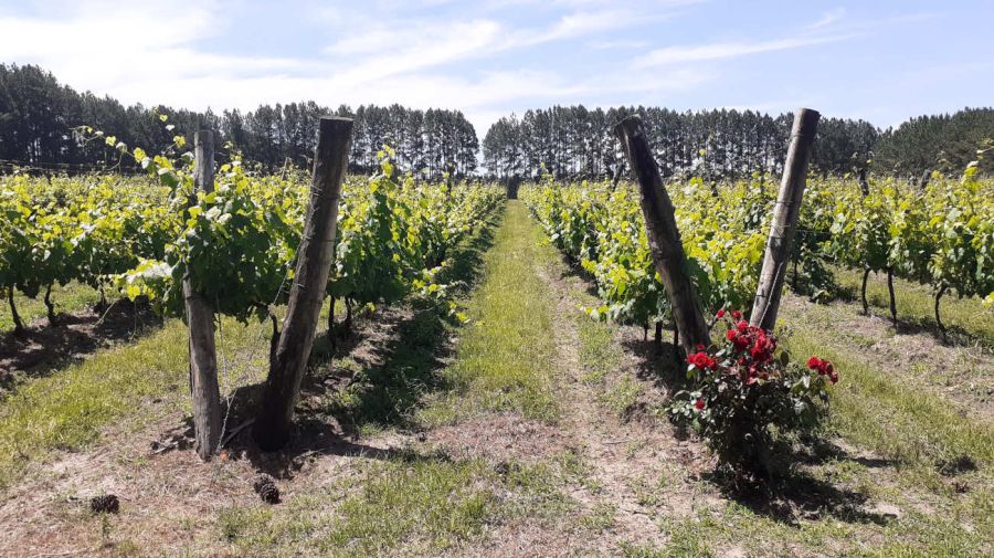 Concordia fue reconocida en 2025 como Ciudad Art Nouveau de América y forma parte de la Ruta Argentina del Art Nouveau 20250606