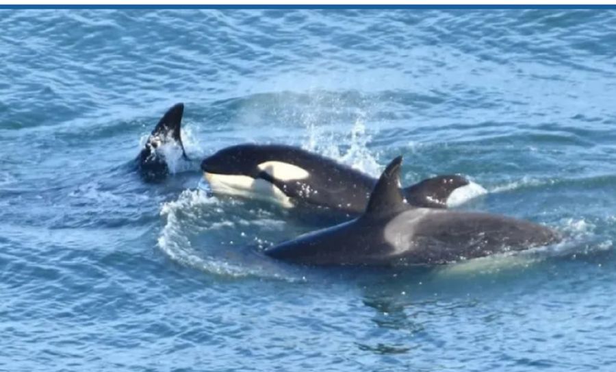 0906_orcas