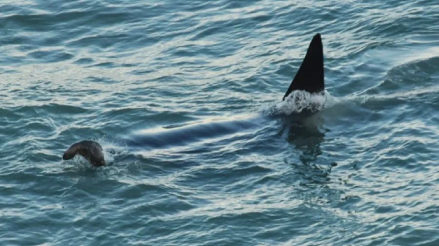 0906_orcas