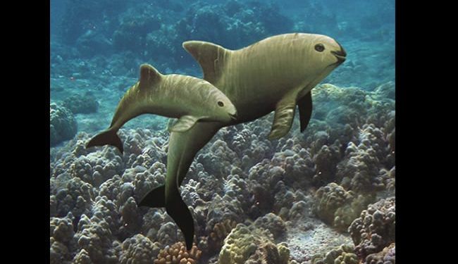 Cumbre ambiental de oceanos 2025