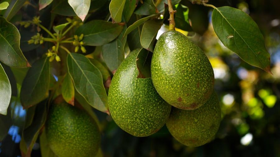 Palta 