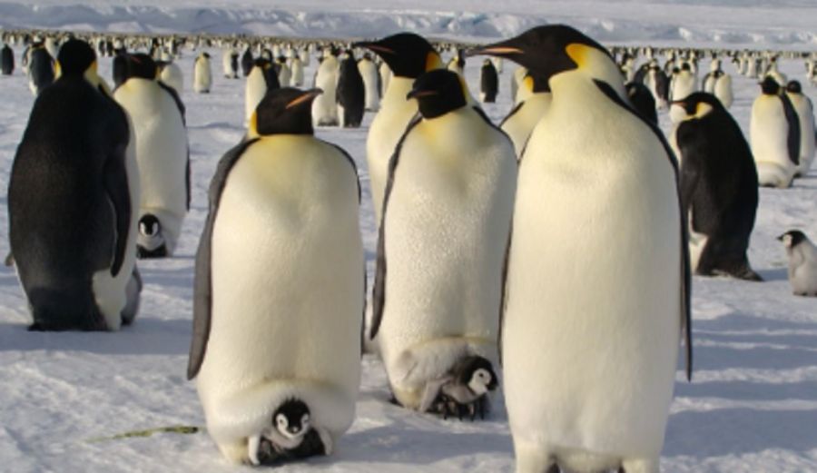 1006_pinguinos