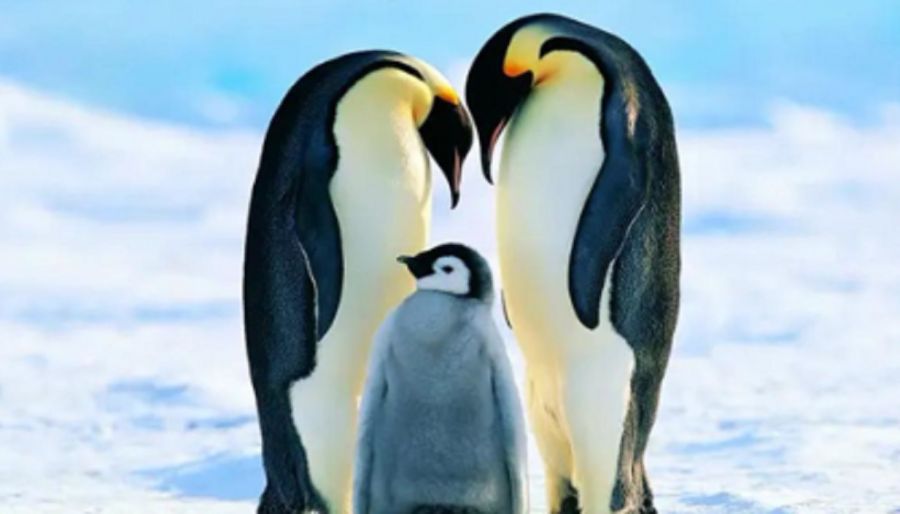 1006_pinguinos