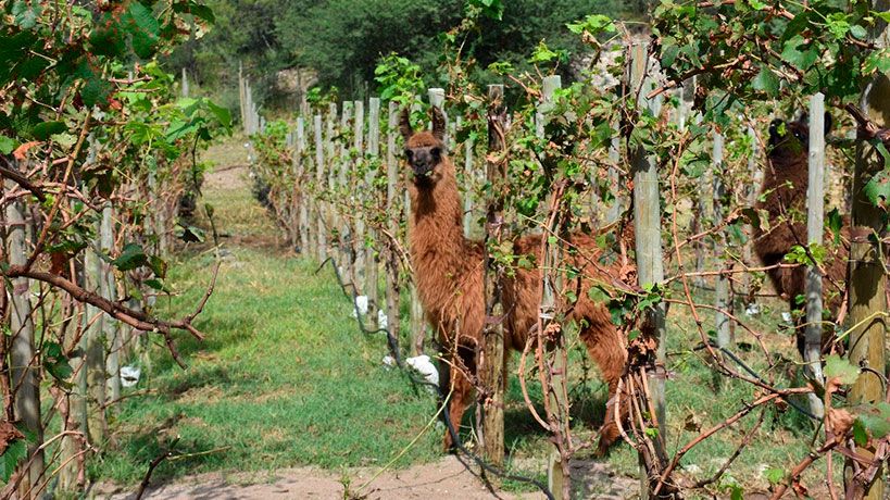 Posada La Matilde - Córdoba