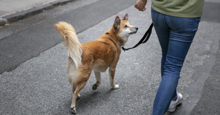 Polémico: Irán prohíbe pasear perros de compañía.