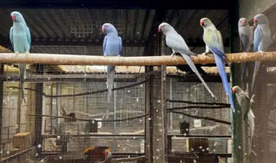 1206_aves