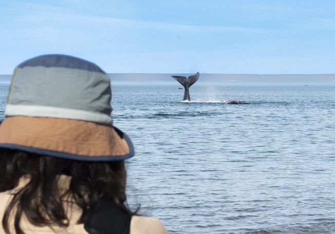 Cola de ballena