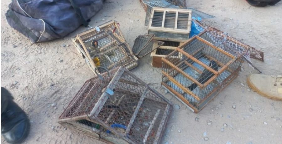Oiseaux saisis lors de l'opération anti-braconnage à San Juan