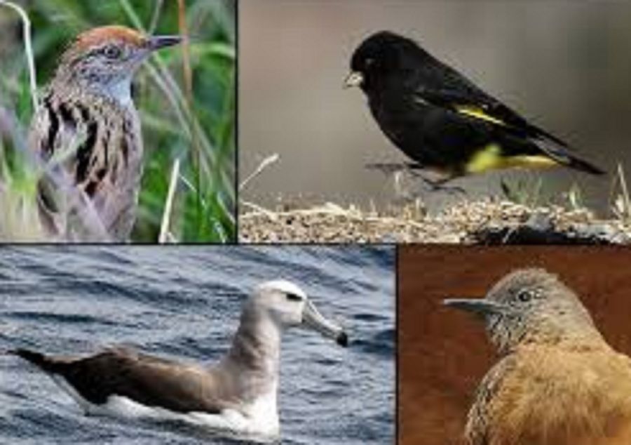 1806_AVES