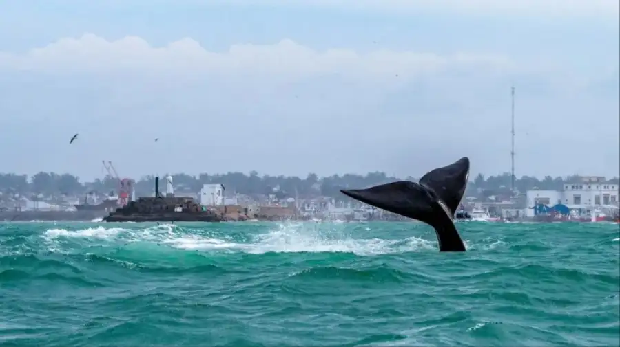 Ballenas en Mar del Plata