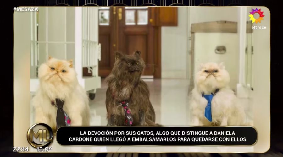 Daniela Cardone reveló que embalsamó a tres de sus gatos fallecidos