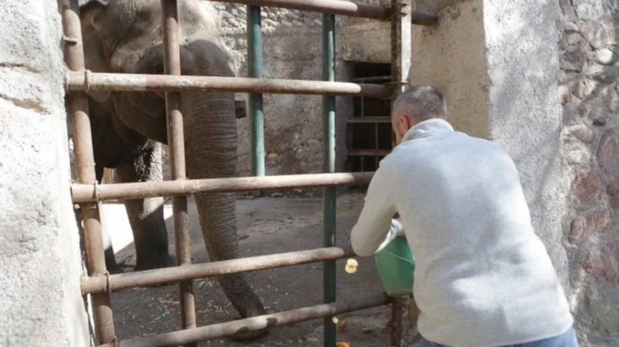 Murió el elefante Tamy en Mendoza 20250624