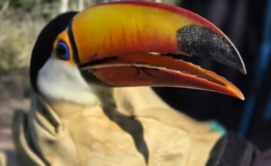 2606_aves