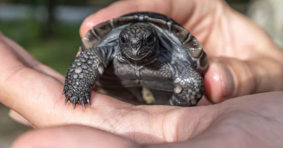 2706_tortuga 