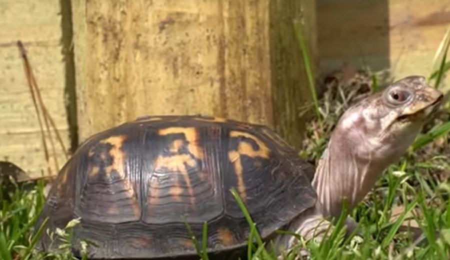 2706_tortuga Goliat