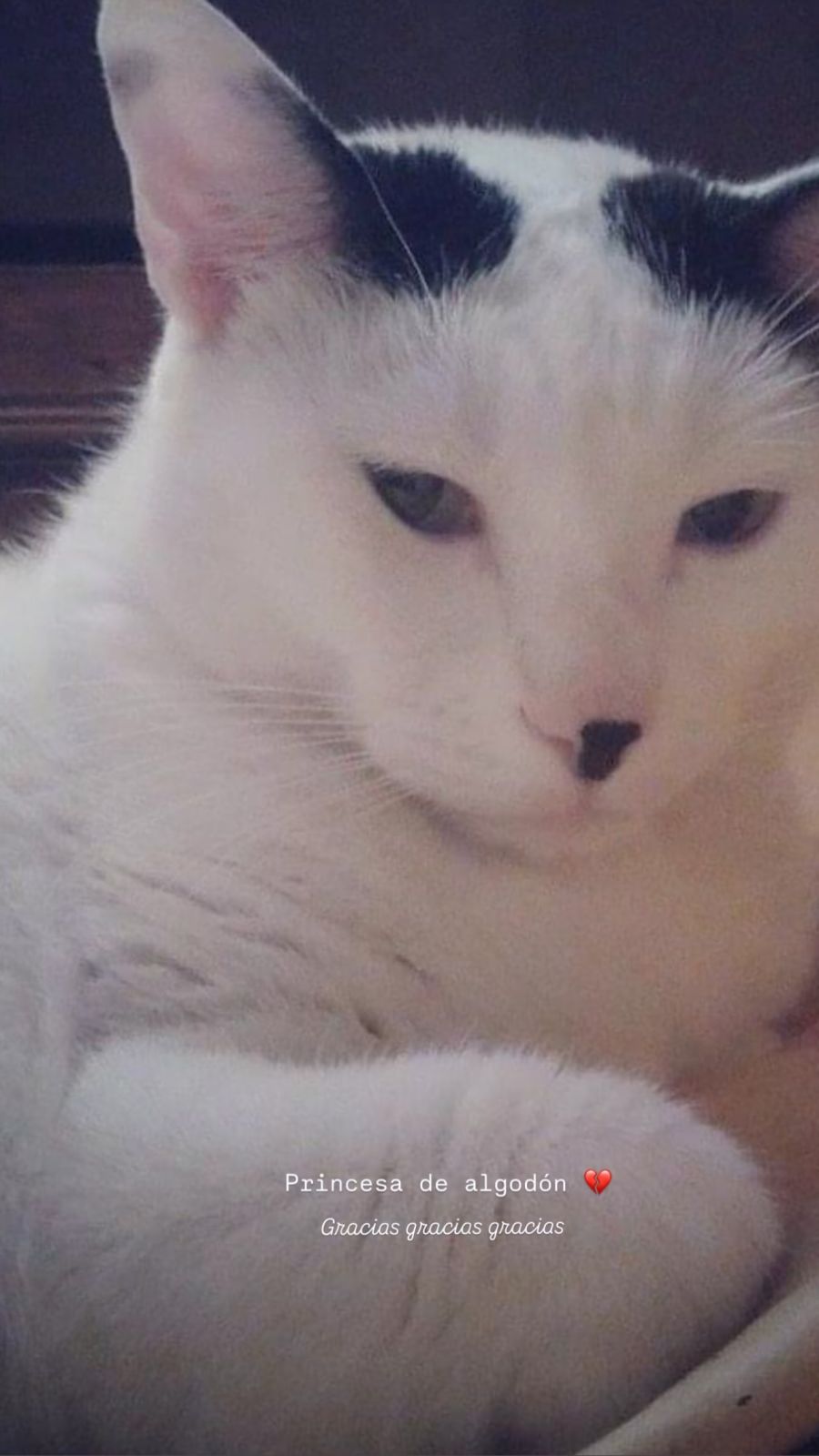 Gato de Fabiana Cantilo