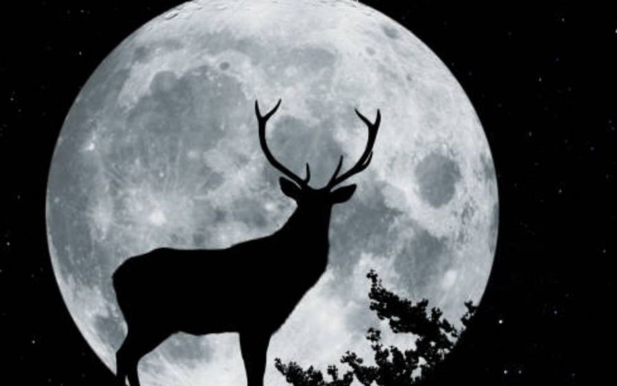 Luna Llena de ciervo 