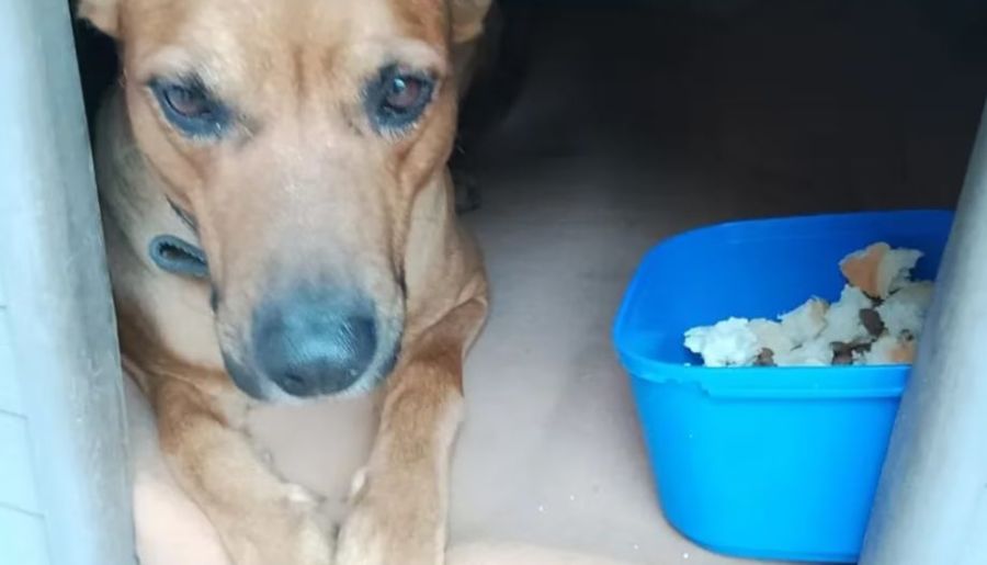  perro Sultán