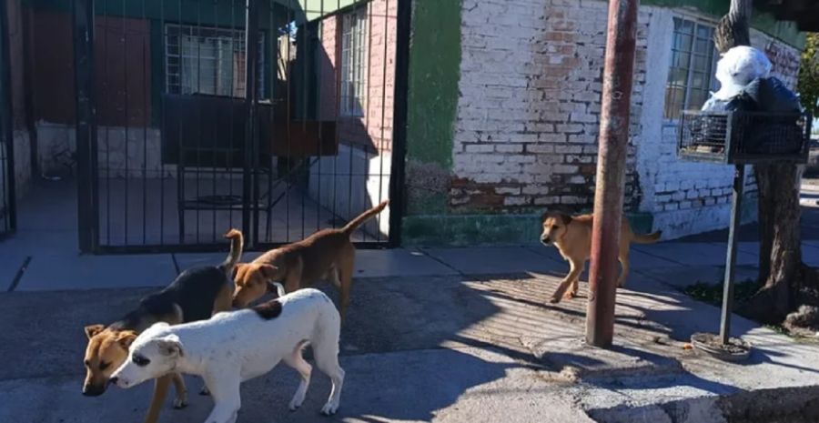 0707_app perros