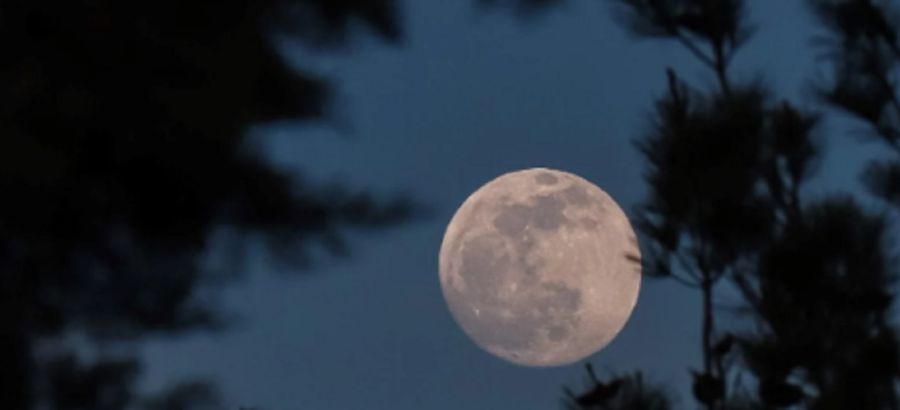 1007_luna del ciervo