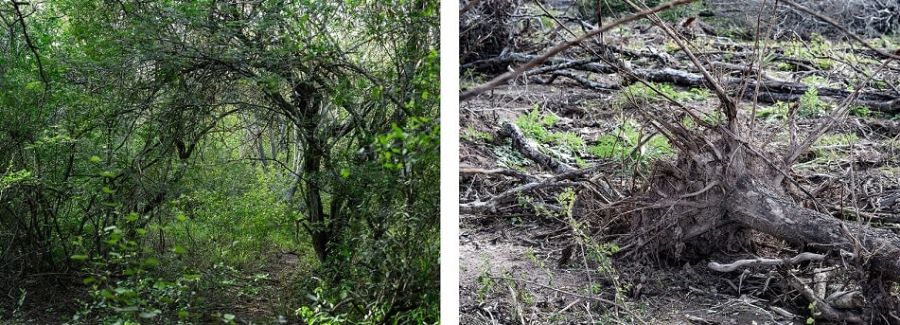 Incendios y Desmontes