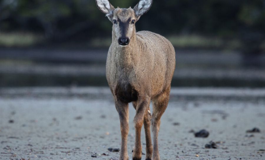 1407_huemul