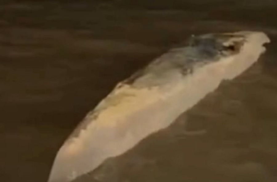 1407_ballena