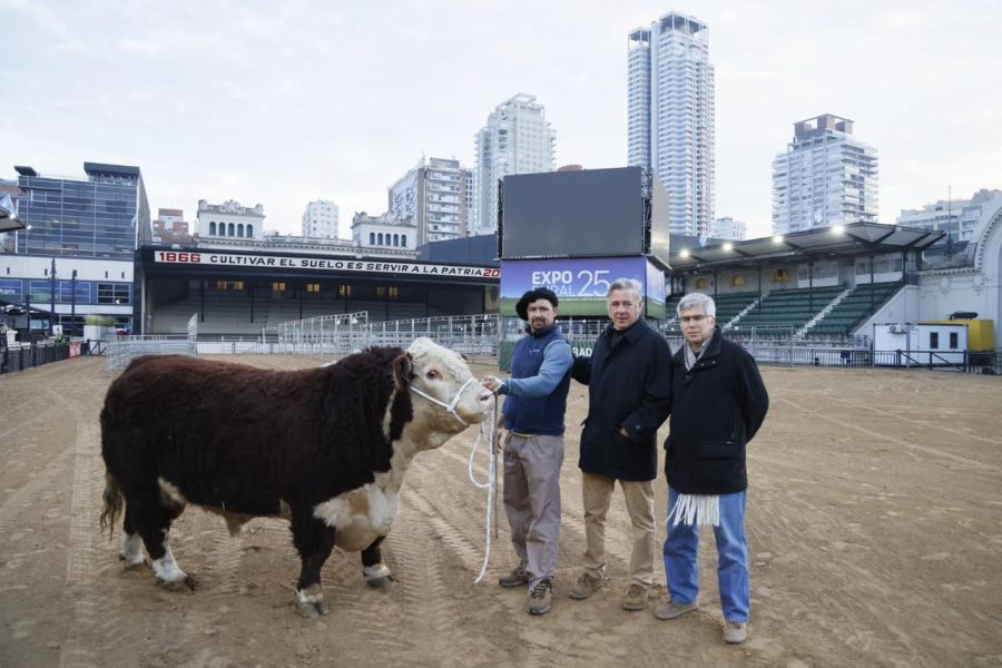 Escocés, el primer toro que llegó a Palermo de la Cabaña San Maron, de Gabriel Seleme.
