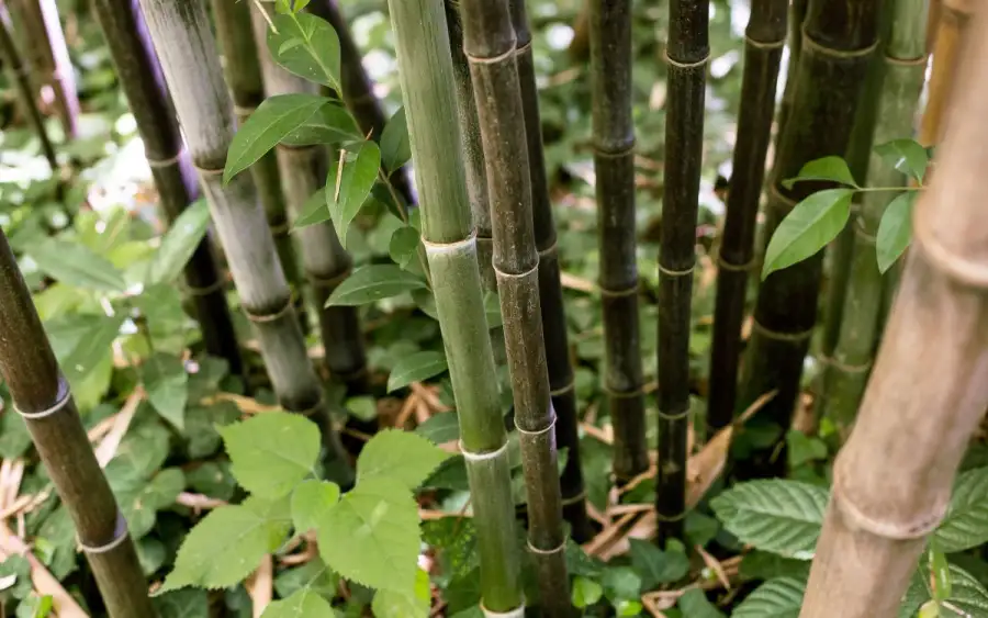 Bambú