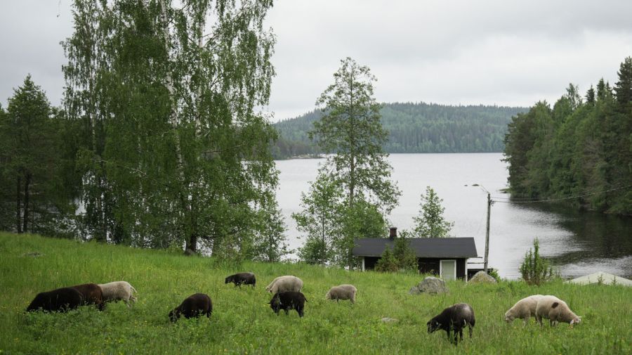 Ser pastor por una semana 16072025
