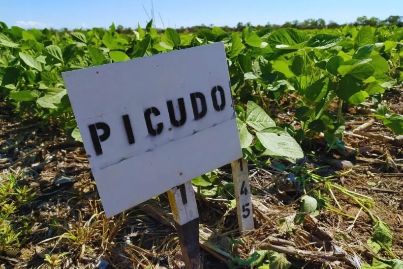 18-07-2025 picudo negro de la soja