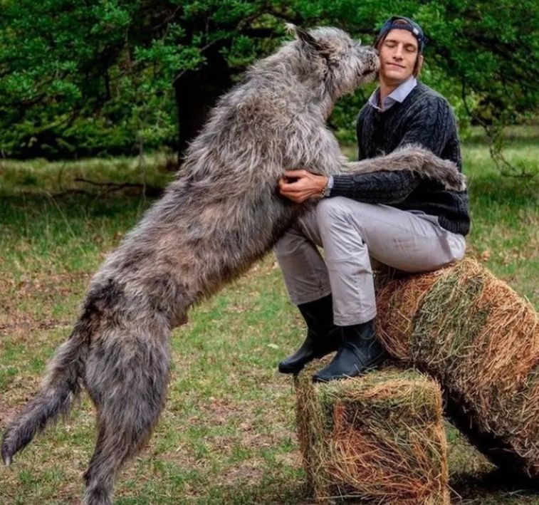 El perro de Iván de Pineda