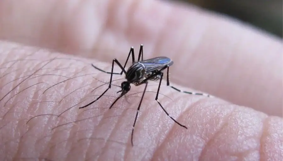 Mosquito dengue 25-7