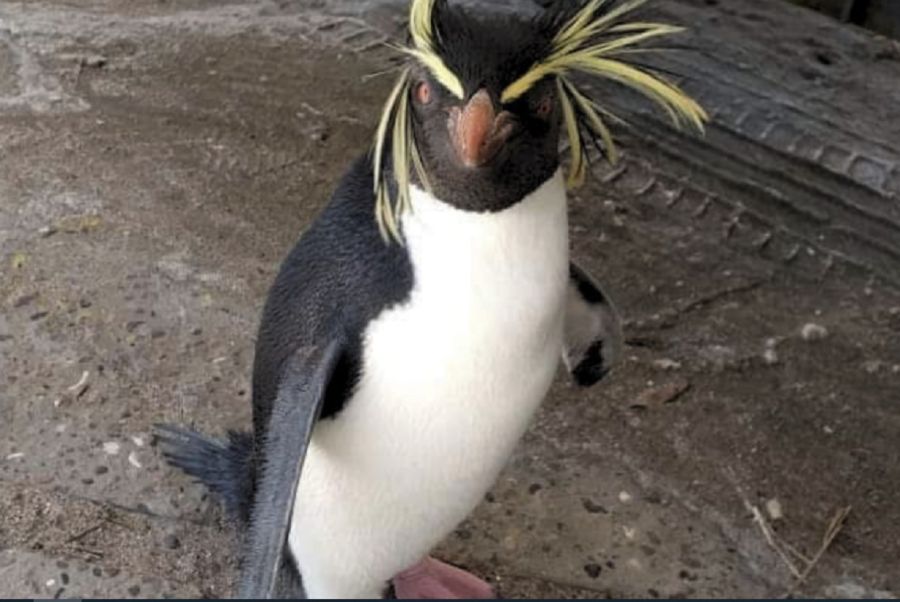 2807_ Pingüino de Penacho Amarillo del Norte 
