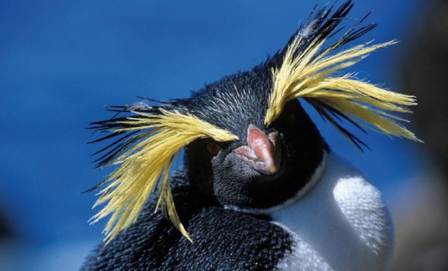 2807_Pingüino de Penacho Amarillo del Norte