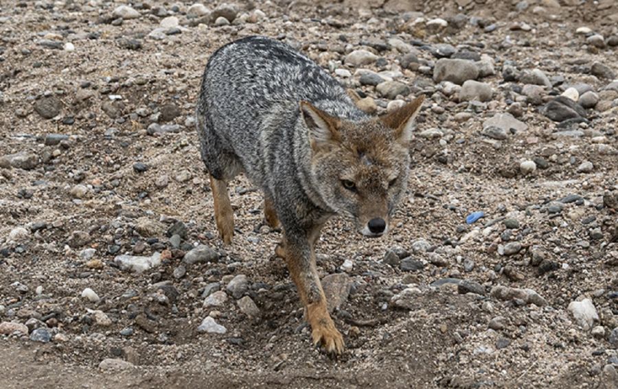 3007_animales