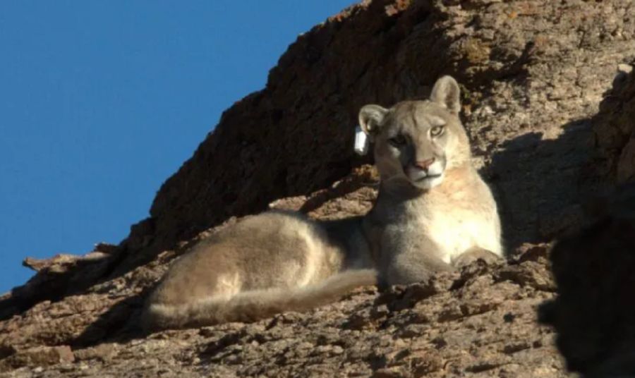 3007_pumas