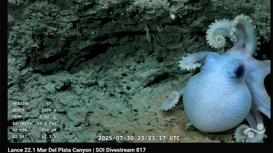 Exploración en MDQ Conicet 31072025