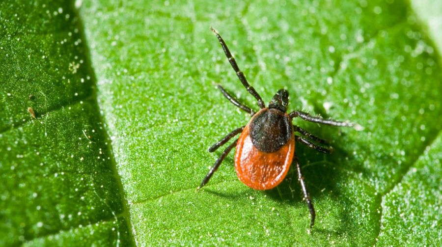 Garrapata Enfermedad de Lyme