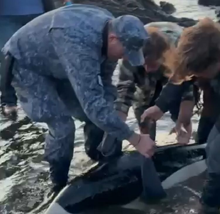 0108_delfín oceánico